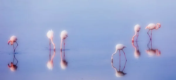 Grupp Rosa Flamingos Och Deras Reflektioner Lagunen Kalochori Grekland Djurliv — Stockfoto