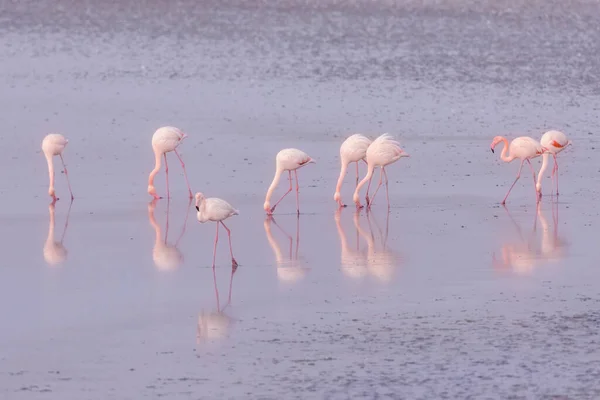 Group Pink Flamingos Reflections Lagoon Kalochori Greece Wildlife Animal Scene — Stock Photo, Image