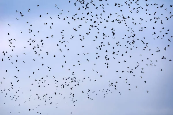 Large Flock Birds Wild Ducks Flies Sky Northern Greece — Stock Photo, Image