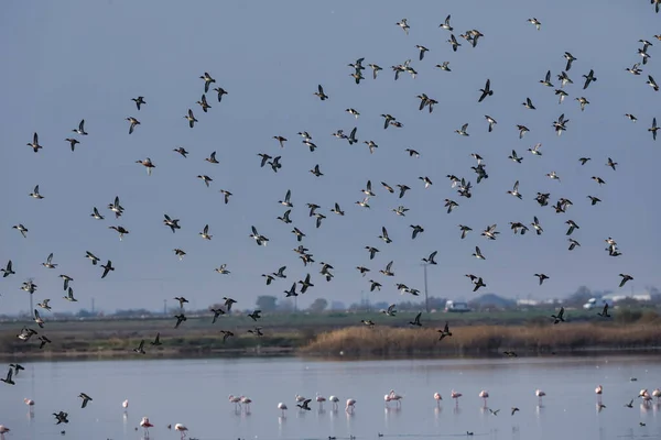 Grand Troupeau Oiseaux Canards Sauvages Vole Dans Ciel Dans Nord — Photo