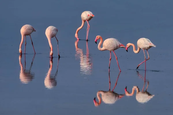 Grupp Rosa Flamingos Och Deras Reflektioner Lagunen Kalochori Grekland Djurliv — Stockfoto