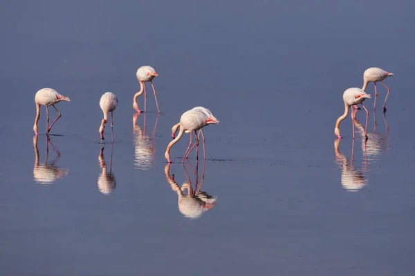 Gruppe Rosafarbener Flamingos Und Ihre Spiegelungen Der Lagune Kalochori Griechenland — Stockfoto