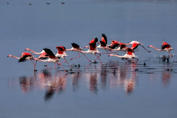 Group of pink flamingos and their reflections in lagoon Kalochori, Greece. Wildlife animal scene from nature. Flamingo in flight