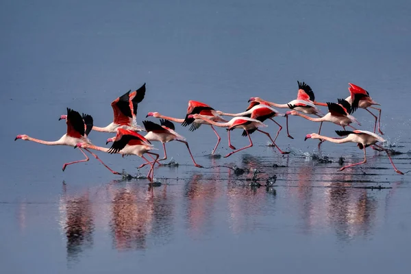 Skupina Růžových Plameňáků Jejich Odrazy Laguně Kalochori Řecko Zvířecí Scéna — Stock fotografie