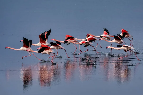 Gruppe Rosafarbener Flamingos Und Ihre Spiegelungen Der Lagune Kalochori Griechenland — Stockfoto