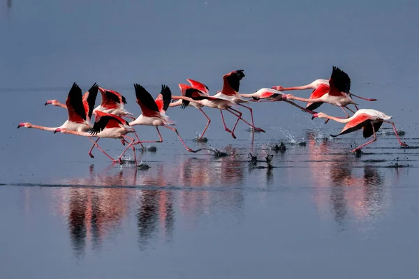 Group Pink Flamingos Reflections Lagoon Kalochori Greece Wildlife Animal Scene — Stock Photo, Image