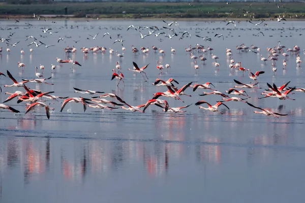 Skupina Růžových Plameňáků Jejich Odrazy Laguně Kalochori Řecko Zvířecí Scéna — Stock fotografie