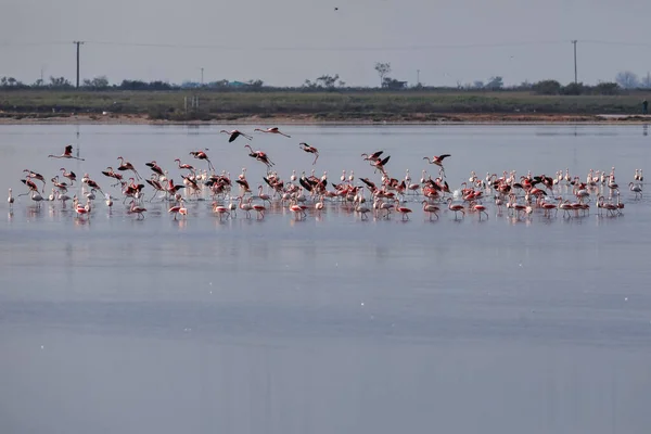 Group Pink Flamingos Reflections Lagoon Kalochori Greece Wildlife Animal Scene — Stock Photo, Image