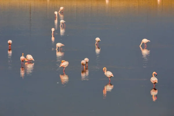 Group Pink Flamingos Reflections Lagoon Kalochori Greece Wildlife Animal Scene — Stock Photo, Image