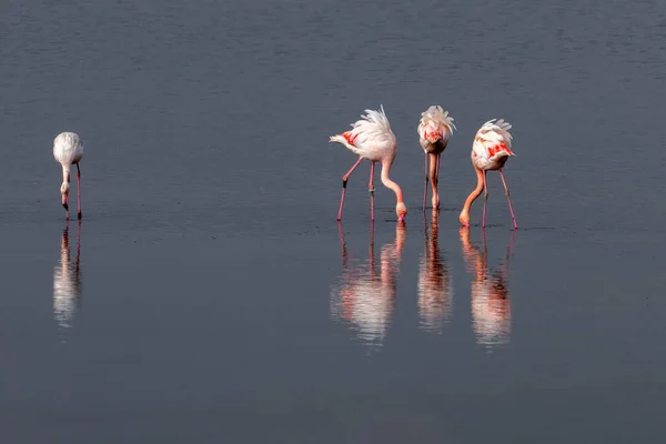 Skupina Růžových Plameňáků Jejich Odrazy Laguně Kalochori Řecko Divoká Zvěř — Stock fotografie