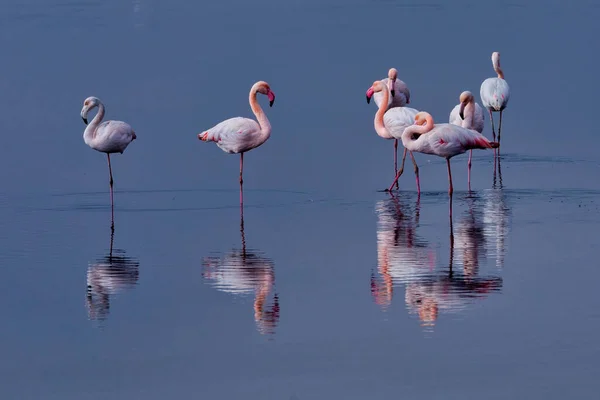 Gruppe Rosafarbener Flamingos Und Ihre Spiegelungen Der Lagune Kalochori Griechenland — Stockfoto