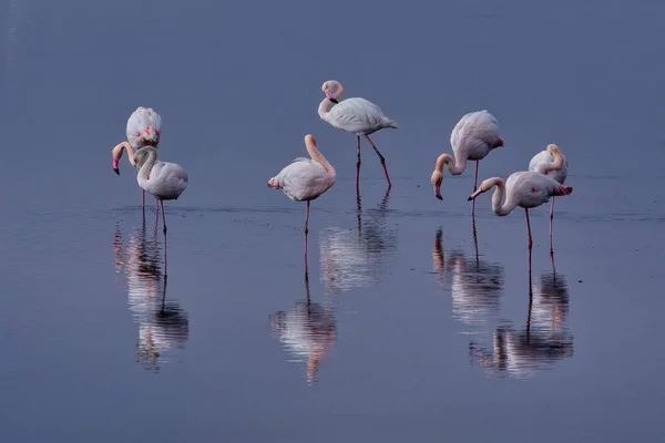 Gruppe Rosafarbener Flamingos Und Ihre Spiegelungen Der Lagune Kalochori Griechenland — Stockfoto