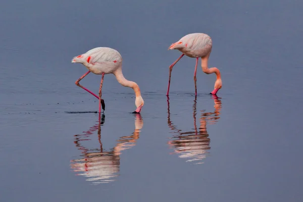 Gruppe Rosafarbener Flamingos Und Ihre Spiegelungen Der Lagune Kalochori Griechenland — Stockfoto