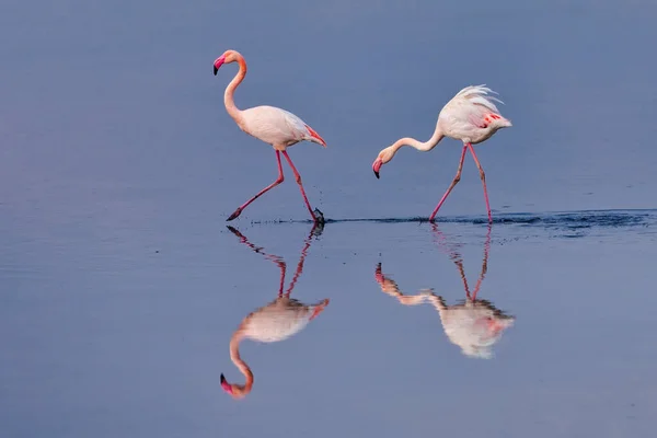Skupina Růžových Plameňáků Jejich Odrazy Laguně Kalochori Řecko Divoká Zvěř — Stock fotografie
