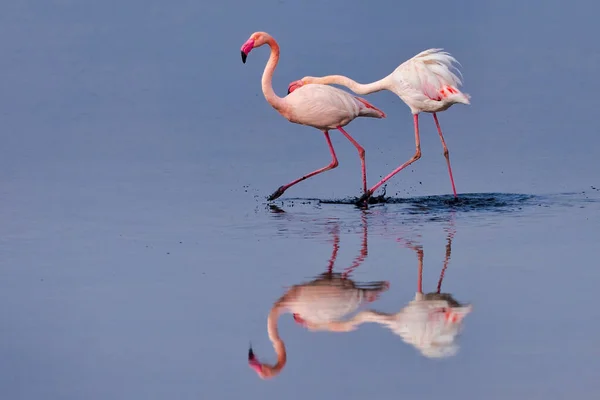 Gruppe Rosafarbener Flamingos Und Ihre Spiegelungen Der Lagune Kalochori Griechenland — Stockfoto