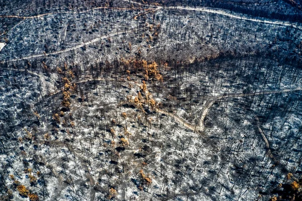 Nsansız Hava Aracıyla Yanmış Ormanların Kuş Bakışı Görüntüsü Yanmış Ağaçlar — Stok fotoğraf