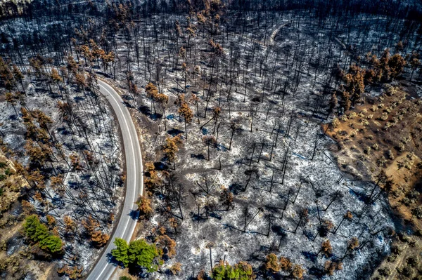 Bird Eye View Burnt Forests Drone Burnt Trees — Stock Photo, Image