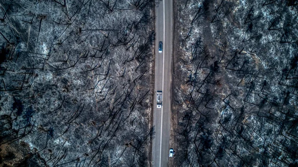鸟瞰被无人驾驶飞机烧毁的森林 烧毁的树 — 图库照片