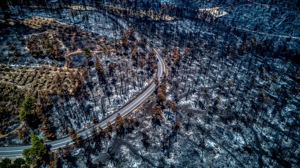Bird Eye View Burnt Forests Drone Burnt Trees — Stock Photo, Image