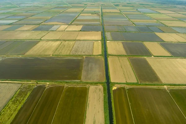 Vista Aérea Campo Arroz Xalastra Grécia — Fotografia de Stock