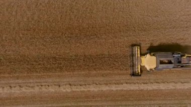 Buğday tarlasını hasat etmek için biçme makinesi. Kuzey Yunanistan 'daki altın olgun buğday tarlasını hasat eden hasat makinesini birleştirin