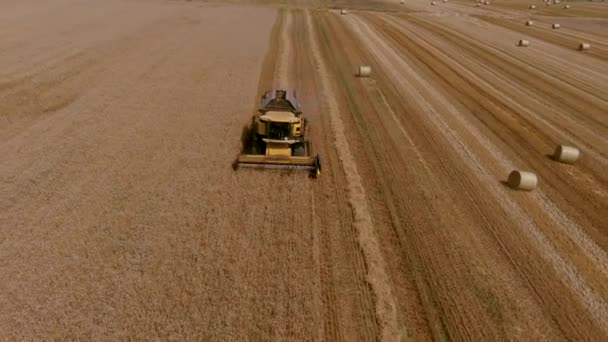 Збір Урожаю Пшеничного Поля Комбінована Сільськогосподарська Машина Збирає Золоте Дозріле — стокове відео