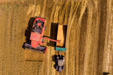 Buğday tarlasını hasat etmek için biçme makinesi. Kuzey Yunanistan 'daki altın olgun buğday tarlasını hasat eden hasat makinesini birleştirin