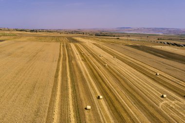Buğday tarlasını hasat etmek için biçme makinesi. Kuzey Yunanistan 'daki altın olgun buğday tarlasını hasat eden hasat makinesini birleştirin