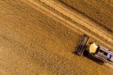 Buğday tarlasını hasat etmek için biçme makinesi. Kuzey Yunanistan 'daki altın olgun buğday tarlasını hasat eden hasat makinesini birleştirin