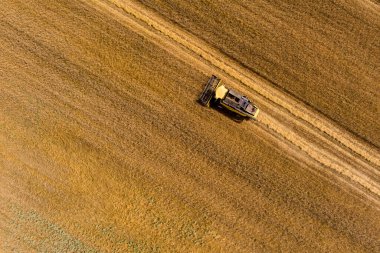 Buğday tarlasını hasat etmek için biçme makinesi. Kuzey Yunanistan 'daki altın olgun buğday tarlasını hasat eden hasat makinesini birleştirin