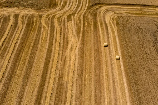 Harvester machine to harvest wheat field working. Combine harvester agriculture machine harvesting golden ripe wheat field in northern Greece