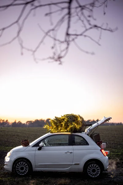 Carro com árvore de Natal em um telhado na natureza — Fotografia de Stock