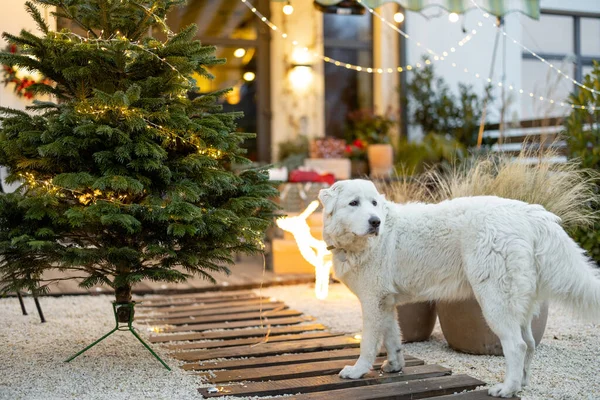 Hund und Weihnachtsbaum im Hinterhof — Stockfoto