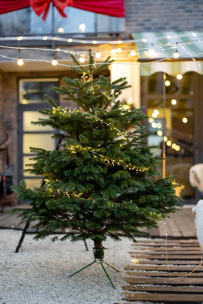 Weihnachtsbaum im Hinterhof — Stockfoto