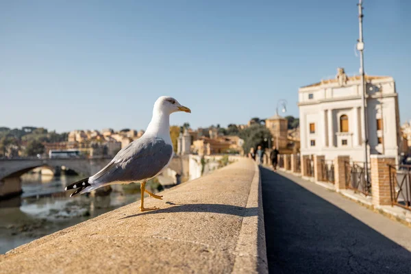 Costa del río Tíber cerca del castillo y el Vaticano en Roma — Foto de Stock