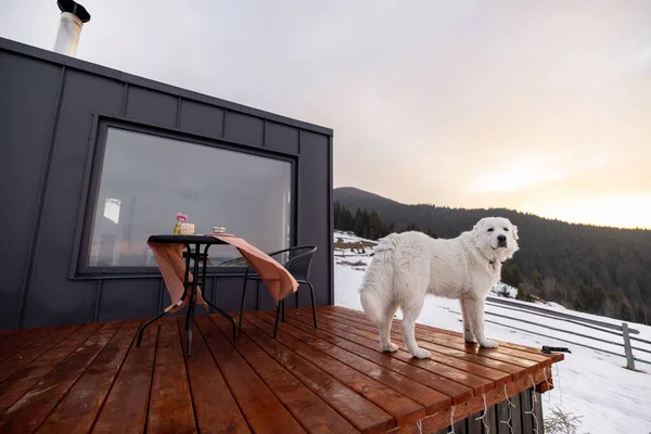Dağlardaki küçük evin terasındaki köpek. — Stok fotoğraf