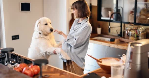 Mulher brincando com seu enorme cão enquanto cozinha em casa — Vídeo de Stock