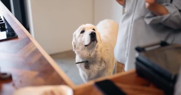 Vit bedårande hund i köket och hemmafru matlagning — Stockvideo