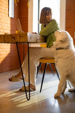 Kadın dizüstü bilgisayarda köpekle birlikte oturma odasında çalışıyor.