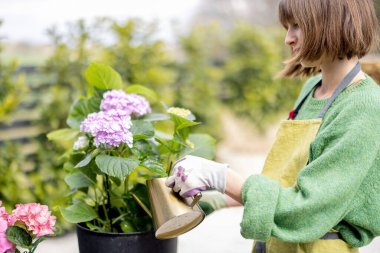 Kadın, ortancaları sulamak, bahçedeki çiçeklerle ilgilenmek.