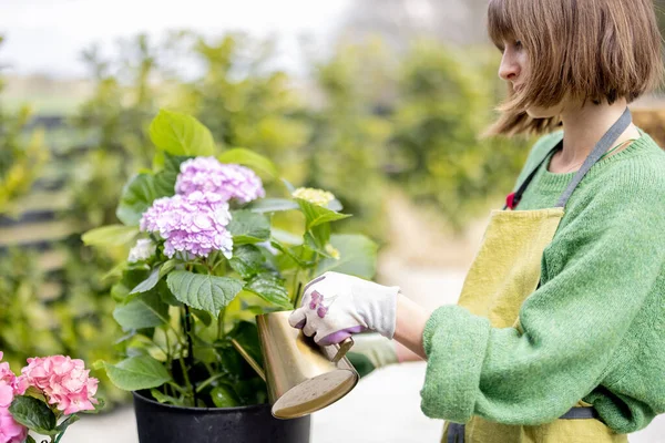 Femme, arrosage des hortensias, soin des fleurs dans le jardin — Photo