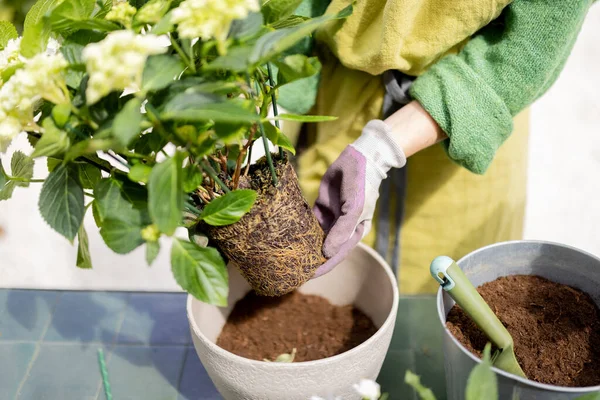 Wanita menanam kembali bunga di luar ruangan, close-up — Stok Foto
