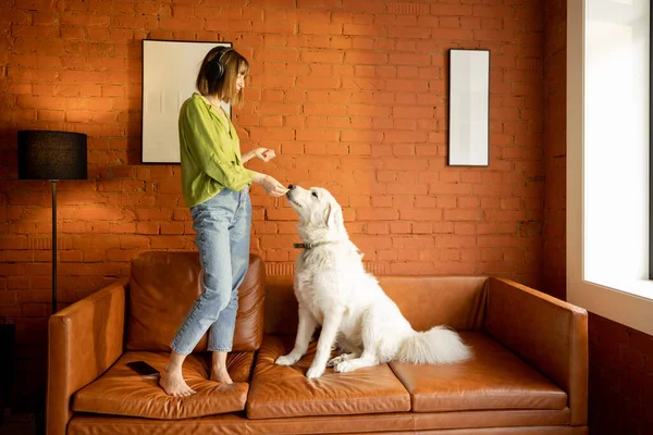 女人和她可爱的狗在家里的沙发上玩耍 — 图库照片