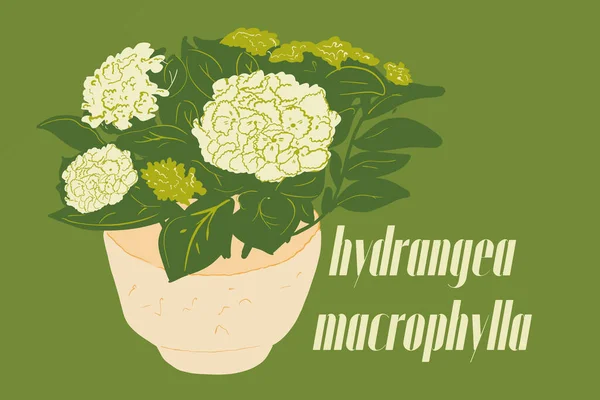 Vector illustration of hydrangea macrophylla flower — 스톡 벡터