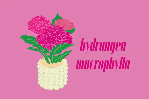 Vector illustration of hydrangea macrophylla flower — 스톡 벡터