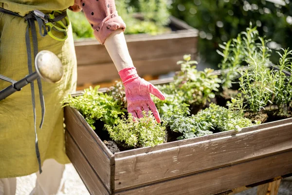 Jardinero cuidando las hierbas que crecen en el huerto casero —  Fotos de Stock