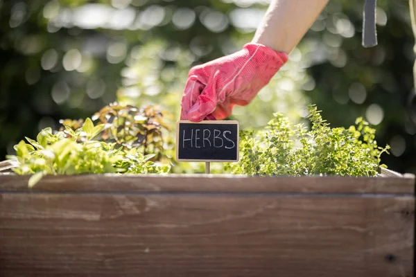 Cultivando ervas picantes em casa horta — Fotografia de Stock