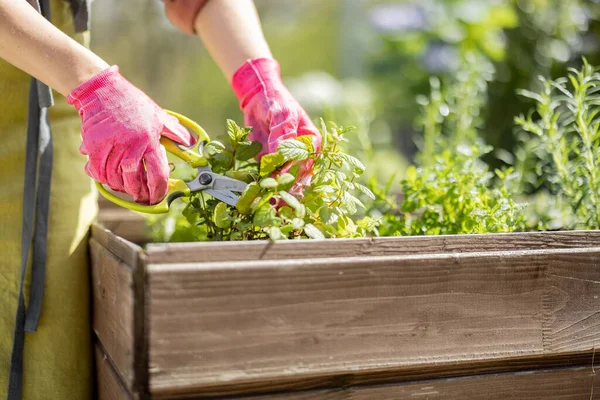 Kertész vágás fűszeres gyógynövények ollóval — Stock Fotó