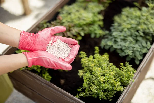 Jardineiro mantém em mãos fertilização mineral, close-up — Fotografia de Stock