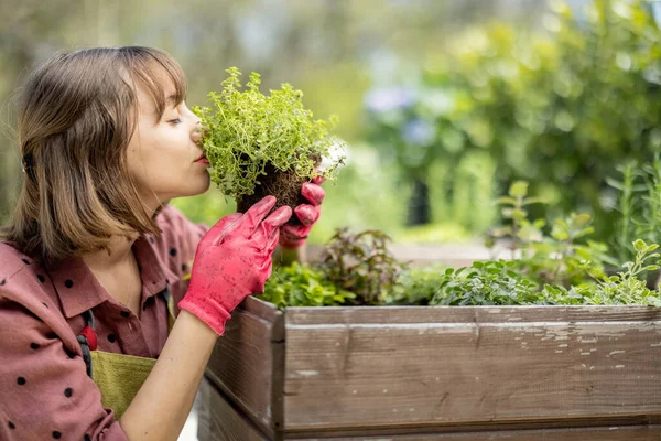 Woman planting spicy herbs at home vegetable garden — Photo